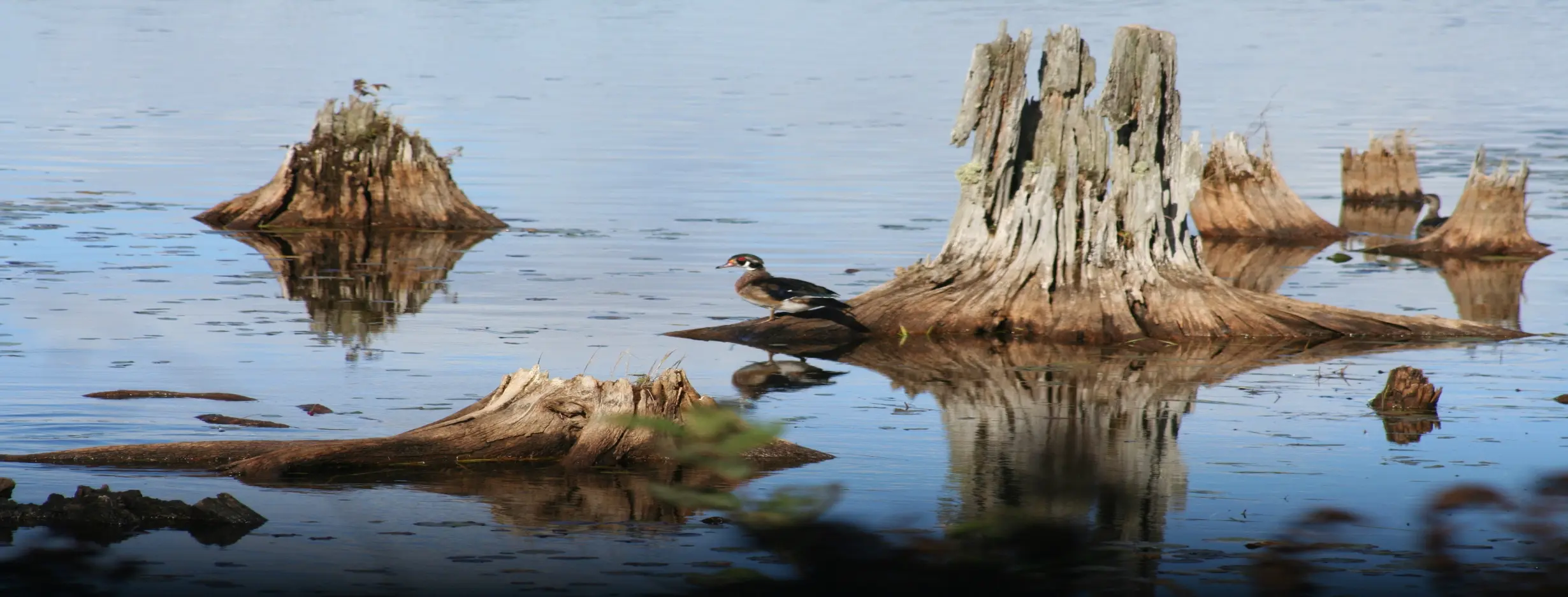 Image for Shadegan Wildlife Refuge